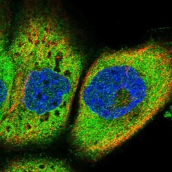 Invitrogen IQCH Polyclonal Antibody 100 &mu;L; Unconjugated:Antibodies,