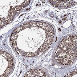 Invitrogen IQCH Polyclonal Antibody 100 &mu;L; Unconjugated:Antibodies,