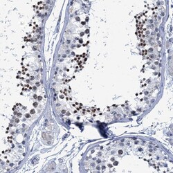 C16orf95 Polyclonal Antibody:Antibodies, Polyclonal