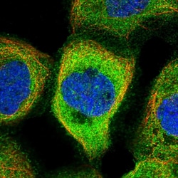 Invitrogen NARFL Polyclonal Antibody 100 &mu;L; Unconjugated:Antibodies,