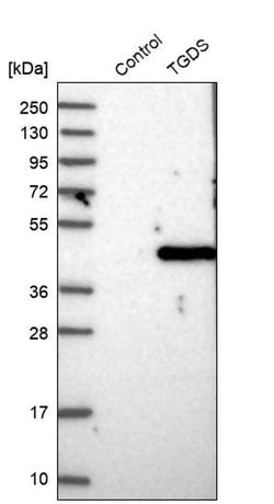 Invitrogen TGDS Polyclonal Antibody 100 &mu;L; Unconjugated:Antibodies,
