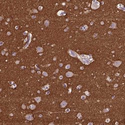 Invitrogen GNAO1 Polyclonal Antibody 100 &mu;L; Unconjugated:Antibodies,