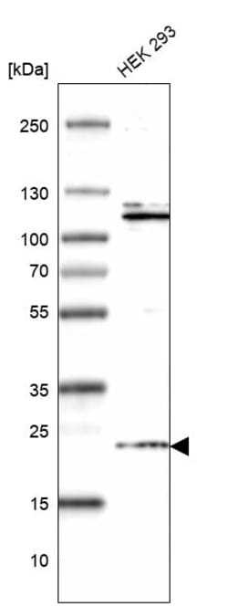 Invitrogen HDDC3 Polyclonal Antibody 100 &mu;L; Unconjugated:Antibodies,