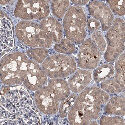 Invitrogen NAT15 Polyclonal Antibody 100 &mu;L; Unconjugated:Antibodies,