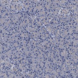 Invitrogen NAT15 Polyclonal Antibody 100 &mu;L; Unconjugated:Antibodies,