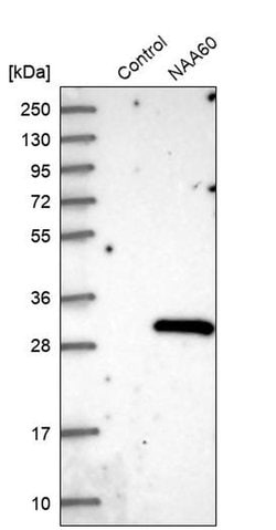 Invitrogen NAT15 Polyclonal Antibody 100 &mu;L; Unconjugated:Antibodies,