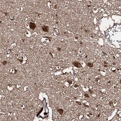Invitrogen C18orf32 Polyclonal Antibody 100 &mu;L; Unconjugated:Antibodies,