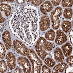 Invitrogen C18orf32 Polyclonal Antibody 100 &mu;L; Unconjugated:Antibodies,