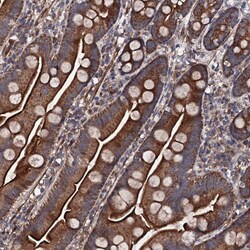 Invitrogen COG4 Polyclonal Antibody 100 &mu;L; Unconjugated:Antibodies,