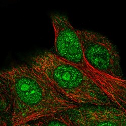Invitrogen FAM98C Polyclonal Antibody 100 &mu;L; Unconjugated:Antibodies,