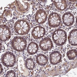 Invitrogen FAM98C Polyclonal Antibody 100 &mu;L; Unconjugated:Antibodies,