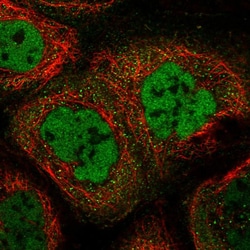 Invitrogen ZC3H4 Polyclonal Antibody 100 &mu;L; Unconjugated:Antibodies,