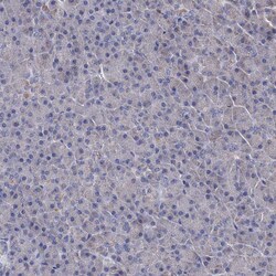Invitrogen CPPED1 Polyclonal Antibody 100 &mu;L; Unconjugated:Antibodies,