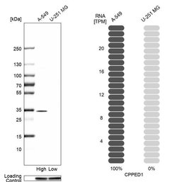 Invitrogen CPPED1 Polyclonal Antibody 100 &mu;L; Unconjugated:Antibodies,