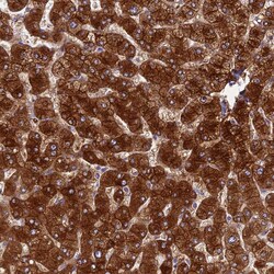 Invitrogen SPIRE1 Polyclonal Antibody 100 &mu;L; Unconjugated:Antibodies,