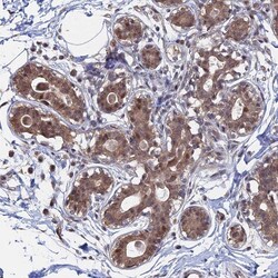 Invitrogen KIAA1328 Polyclonal Antibody 100 &mu;L; Unconjugated:Antibodies,