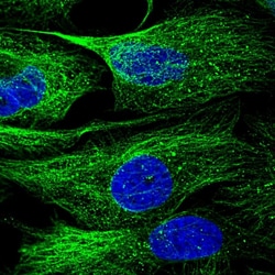 Invitrogen NUTF2 Polyclonal Antibody 100 &mu;L; Unconjugated:Antibodies,