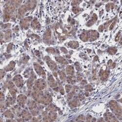Invitrogen NUTF2 Polyclonal Antibody 100 &mu;L; Unconjugated:Antibodies,