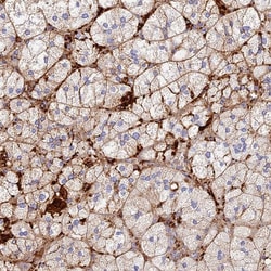 Invitrogen TLX2 Polyclonal Antibody 100 &mu;L; Unconjugated:Antibodies,