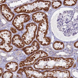 Invitrogen OCIAD2 Polyclonal Antibody 100 &mu;L; Unconjugated:Antibodies,