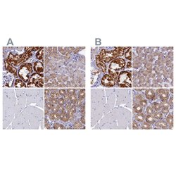 Invitrogen OCIAD2 Polyclonal Antibody 100 &mu;L; Unconjugated:Antibodies,