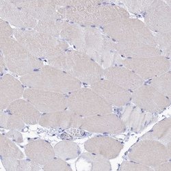 Invitrogen OCIAD2 Polyclonal Antibody 100 &mu;L; Unconjugated:Antibodies,