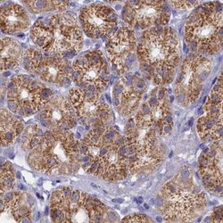 Invitrogen OCIAD2 Polyclonal Antibody 100 &mu;L; Unconjugated:Antibodies,