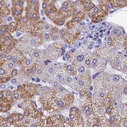 Invitrogen OCIAD2 Polyclonal Antibody 100 &mu;L; Unconjugated:Antibodies,