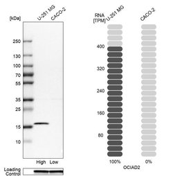 Invitrogen OCIAD2 Polyclonal Antibody 100 &mu;L; Unconjugated:Antibodies,