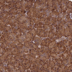 Invitrogen SNX33 Polyclonal Antibody 100 &mu;L; Unconjugated:Antibodies,