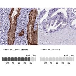 Invitrogen PRR15 Polyclonal Antibody 100 &mu;L; Unconjugated:Antibodies,