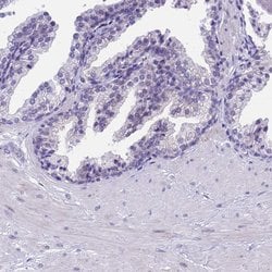 Invitrogen PRR15 Polyclonal Antibody 100 &mu;L; Unconjugated:Antibodies,