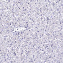 Invitrogen HOMER3 Polyclonal Antibody 100 &mu;L; Unconjugated:Antibodies,