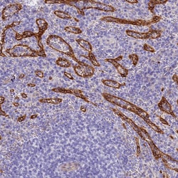 Invitrogen HOMER3 Polyclonal Antibody 100 &mu;L; Unconjugated:Antibodies,