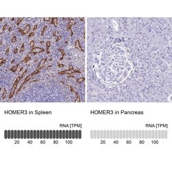 Invitrogen HOMER3 Polyclonal Antibody 100 &mu;L; Unconjugated:Antibodies,