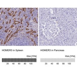 HOMER3 Polyclonal Antibody, Invitrogen&trade; 100 &mu;L; Unconjugated 