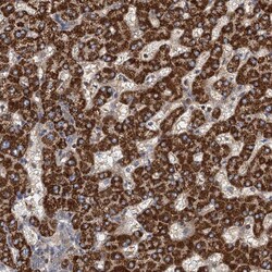 Invitrogen ROGDI Polyclonal Antibody 100 &mu;L; Unconjugated:Antibodies,