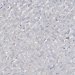 Invitrogen FLYWCH1 Polyclonal Antibody 100 &mu;L; Unconjugated:Anticuerpos