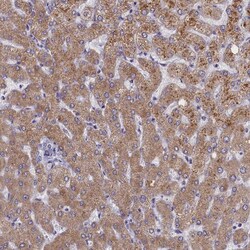 Invitrogen ELOA2 Polyclonal Antibody 100 &mu;L; Unconjugated:Antibodies,