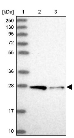 Invitrogen STX12 Polyclonal Antibody 100 &mu;L | Buy Online | Invitrogen&trade; | Fisher Scientific