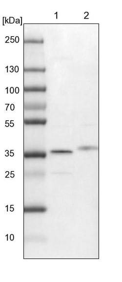 Invitrogen STX12 Polyclonal Antibody 100 &mu;L | Buy Online | Invitrogen&trade; | Fisher Scientific