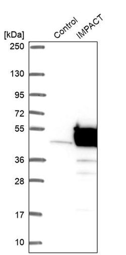 IMPACT Polyclonal Antibody:Antibodies, Polyclonal