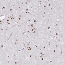 Invitrogen hnRNP U Polyclonal Antibody 100 &mu;L; Unconjugated:Antibodies,