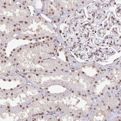 Invitrogen hnRNP U Polyclonal Antibody 100 &mu;L; Unconjugated:Antibodies,