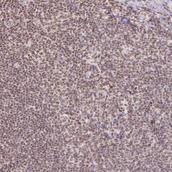 Invitrogen hnRNP U Polyclonal Antibody 100 &mu;L; Unconjugated:Antibodies,