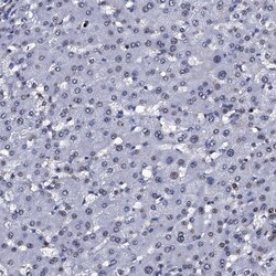 Invitrogen NPM2 Polyclonal Antibody 100 &mu;L; Unconjugated:Antibodies,