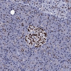 Invitrogen NPM2 Polyclonal Antibody 100 &mu;L; Unconjugated:Antibodies,