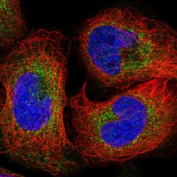 Invitrogen WDR59 Polyclonal Antibody 100 &mu;L; Unconjugated:Antibodies,