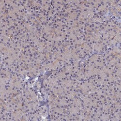 Invitrogen WDR59 Polyclonal Antibody 100 &mu;L; Unconjugated:Antibodies,