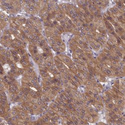 Invitrogen WDR59 Polyclonal Antibody 100 &mu;L; Unconjugated:Antibodies,